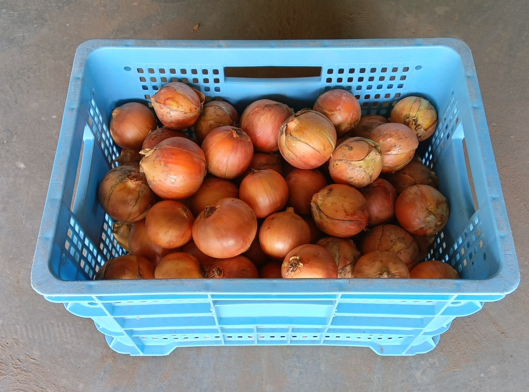 
            <<選べる容量>>玉ねぎ 5~10kg(M〜 2L玉混合)【遠別農業高校】授業収穫品 玉ねぎ 野菜 旬
          