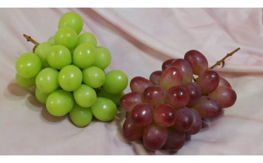 【2025年先行予約】シャインマスカット＆クイーンルージュ® 家庭用 2kg(各2房/計4房)｜ 果物 フルーツ 白ぶどう 赤ぶどう 葡萄 ブドウ 種無し 種なし 皮ごと 千曲市 長野県 信州
