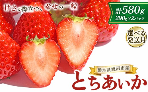【1月発送】鹿沼市産 とちあいか（290g×2パック） 1月発送/2月発送/3月発送/4月発送 ｜ いちご イチゴ 苺 栃木県 果物 くだもの フルーツ とちあいか 新鮮 贈答 ギフト ※北海道・沖縄・離島への配送不可