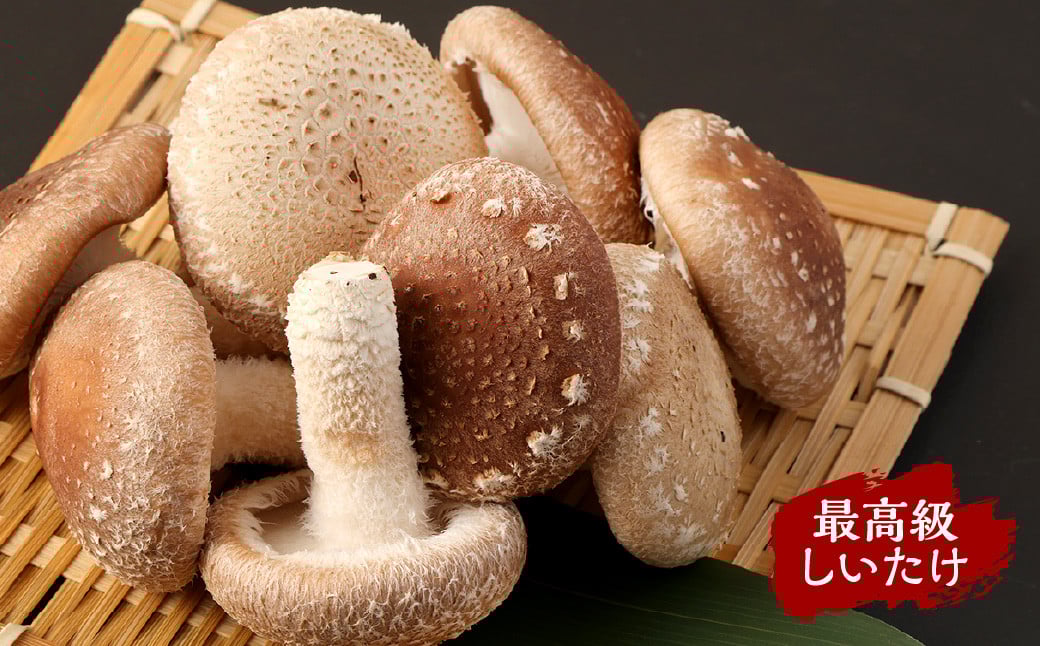 北九州市産 生しいたけ セット 5種 椎茸 きのこ