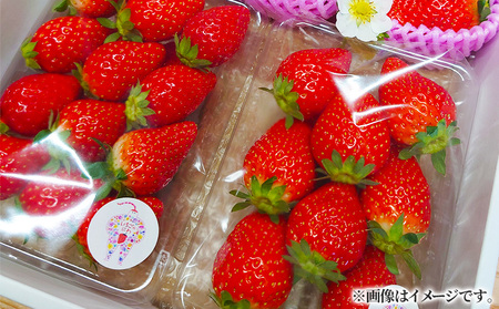 苺 【2月以降発送】 250g×4P 1kg かおり野 苺