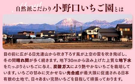 栃木県産 どっさりとちあいか【750g】 | いちご ※2027年1月～発送
