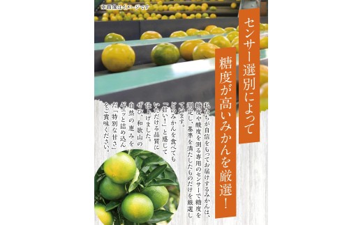 ゆら早生みかん10kg ※2026年10月上旬頃～10月下旬頃に順次発送予定(お届け日指定不可) /  極早生 早生 由良町 和歌山県 柑橘 密柑 完熟 甘い ミカン 光センサー 柑橘 果実 くだもの
