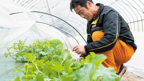 ＜先行予約＞【2027年7月上旬以降発送】八千代町産 小玉スイカ 姫甘泉 1箱 （3～6玉入り） すいか スイカ 西瓜 小玉 果物 フルーツ お取り寄せ 産地直送 茨城県 [AV002ya]