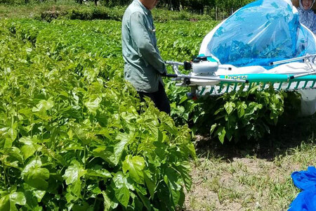 【1477】有機 桑の葉茶・有機 菊芋の葉茶　ノンカフェインセット // お茶  セット 飲み比べ カフェインゼロ 効能 送料無料