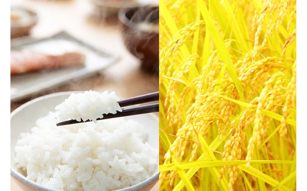 無洗米 吟精 南魚沼産コシヒカリ５kg 令和6年産 精米