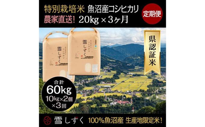 【令和6年産】定期便！農家直送！県認証特別栽培魚沼産コシヒカリ【合計60kg】毎月20kg×3回