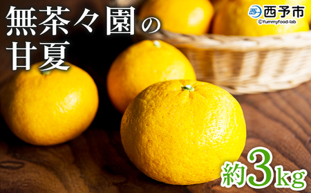 先行予約 ＜無茶々園の甘夏 約3kg＞ 果物 あまなつ みかん ミカン 蜜柑 柑橘 フルーツ 期間限定 季節限定 食べて応援 特産品 愛媛県 西予市 【常温】『2026年3月～5月上旬迄に順次出荷予定』AMC0039