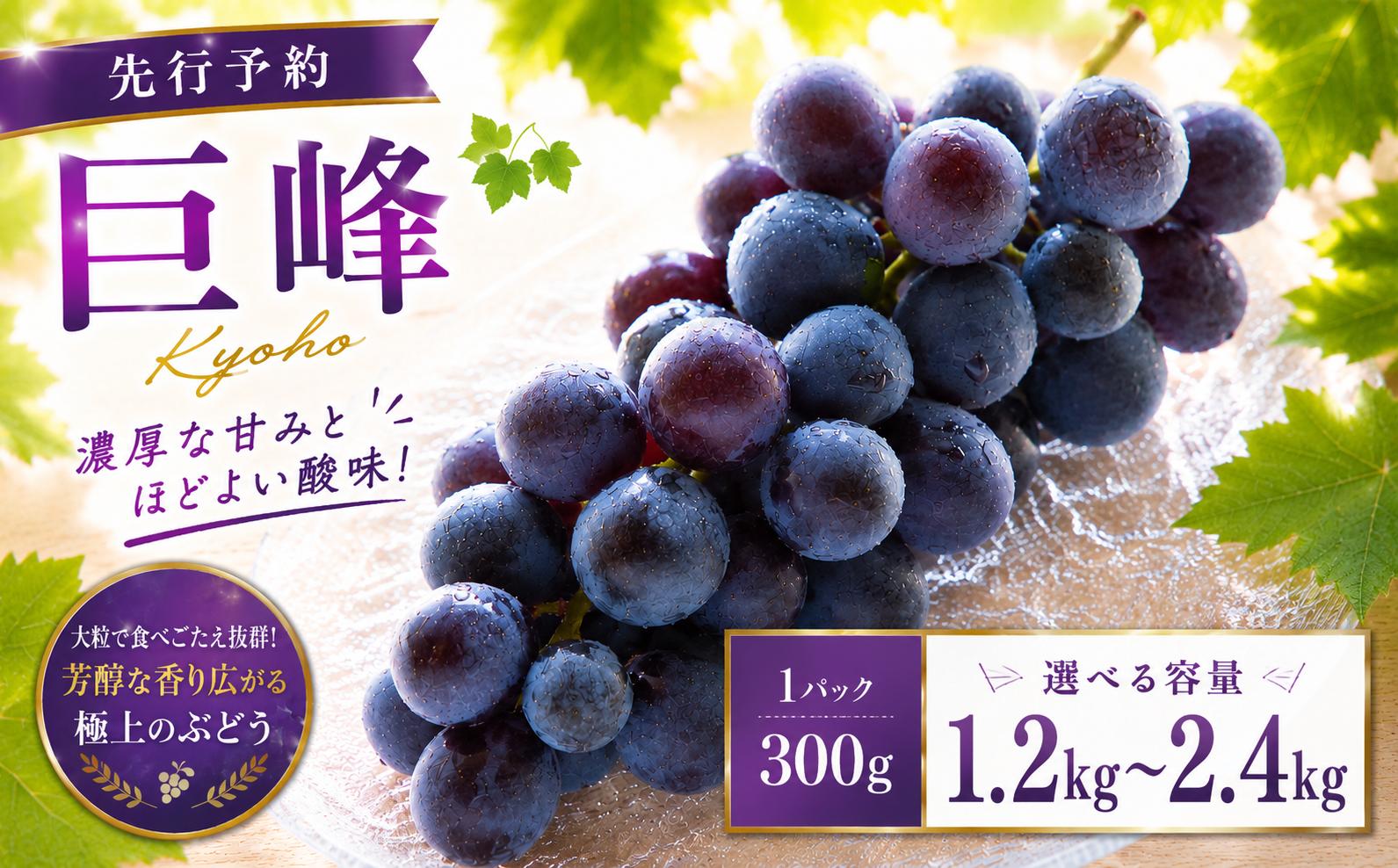 
                  2026年発送 ぶどう 巨峰 300g 4～8パック（1.2kg～2.4kg） ぶどう ブドウ 葡萄 グレープ フルーツ 果物 果実 国産 2026年8月下旬～9月上旬迄発送予定 巨峰 きょほう キョホウ 葡萄 ぶどう ブドウ 数量限定 フルーツ 果物 福岡県 柳川市

                