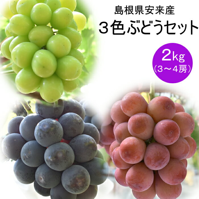 【ふるさと納税】安来産3色ぶどうセット 2kg ／【8月中旬～9月上旬発送】 ／ 3～4房 ピオーネ 巨峰 クインニーナ 安芸クイーン シャインマスカット 瀬戸ジャイアンツ ランダム お任せ 先行 予約 フルーツ 島根県 安来市