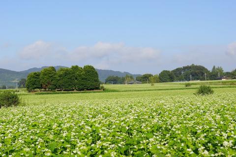 【茨城県共通返礼品／桜川市】《お中元》贈答用・熨斗付【常陸秋そば】常陸そば乾麺 4袋(ご贈答用つゆ付)｜そば 乾麺 常陸秋そば 茨城県共通返礼品 桜川市 お中元 贈り物 ギフト 茨城県 行方市(DX-