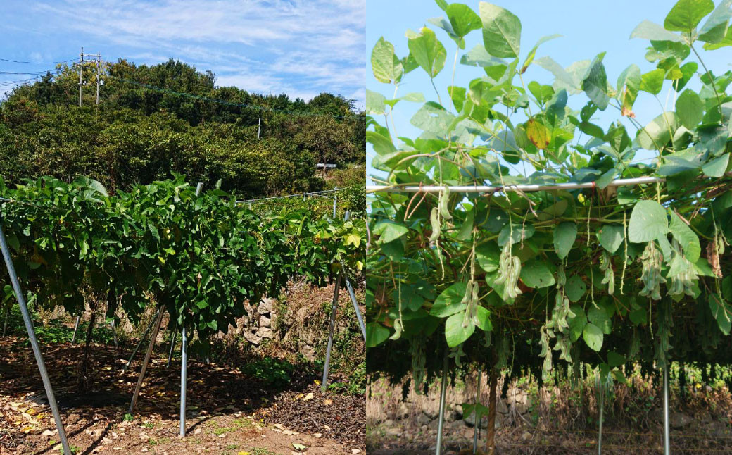 熊本産 ムクナ豆 パウダー 100g