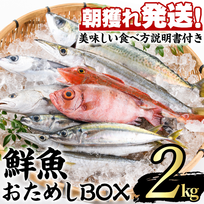 【0153201a】朝獲れ発送！鮮魚問屋が厳選した『鮮魚おためしBOX』(約2kg程度)魚 魚介類 鮮魚 海鮮 詰め合わせ セット 刺身 天ぷら 煮つけ 塩焼き【江川商店】