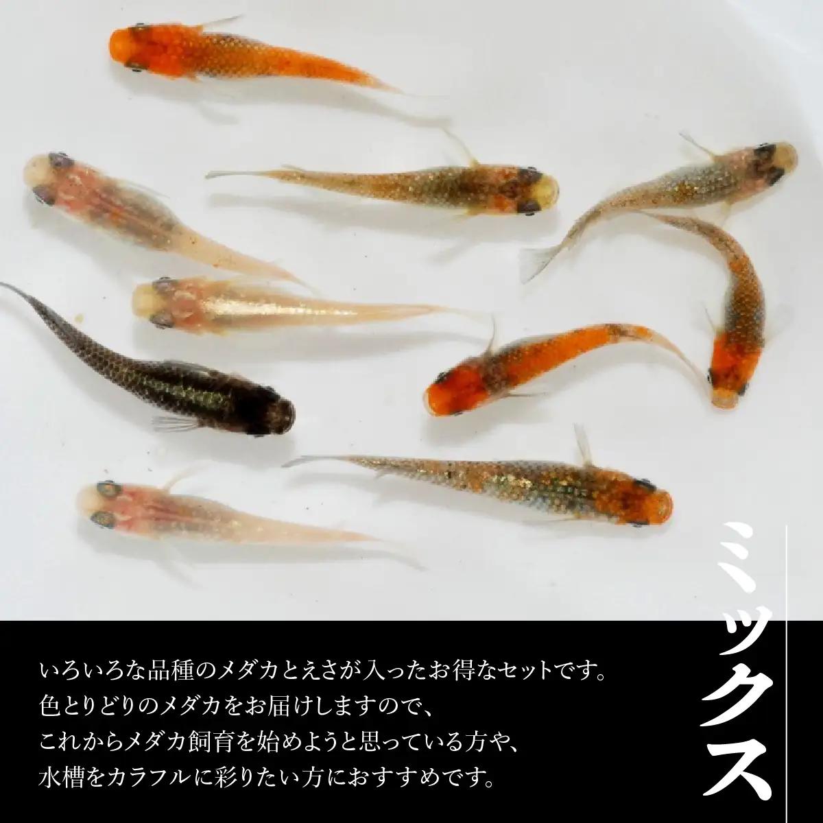 メダカ ミックス10匹セット 生き物生き物 HNNAD004