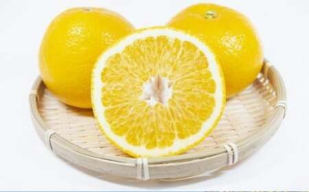 【訳あり】 長崎県産 八朔 ・ 紅八朔 約10kg 【2026年2月上旬～3月上旬迄発送予定】 ／ はっさく 紅はっさく 柑橘 柑橘類 みかん フルーツ 果物 くだもの 国産フルーツ 規格外品 訳アリ