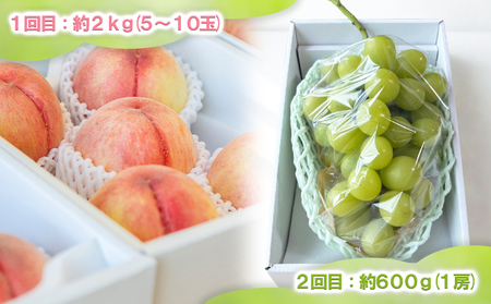 【定期便2回】桃とシャインマスカット 山形直送 食べきり便【令和8年産先行予約】FS25-073