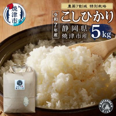 ふるさと納税 焼津市 令和7年産 目減り 特別栽培 コシヒカリ 白米5kg(a13-155)