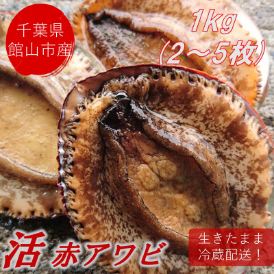 【金曜日発送】漁師直送!天然活メガイアワビ1kg(2〜5枚)【配送不可地域：離島・北海道・沖縄県・東北・中国・四国・九州】【1532974】