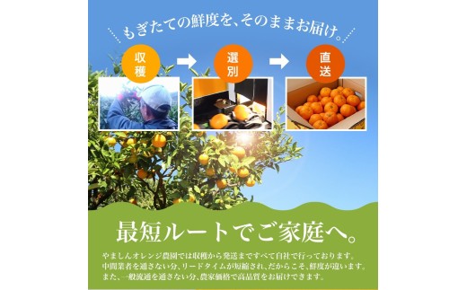 【訳あり みかん 5kg】 訳あり 有田みかん 約5kg サイズ混合 / フルーツ 果物 くだもの 柑橘 みかん ミカン オレンジ 温州ミカン みかん 名産地 甘い みかん ご家庭用 訳ありみかん 蜜