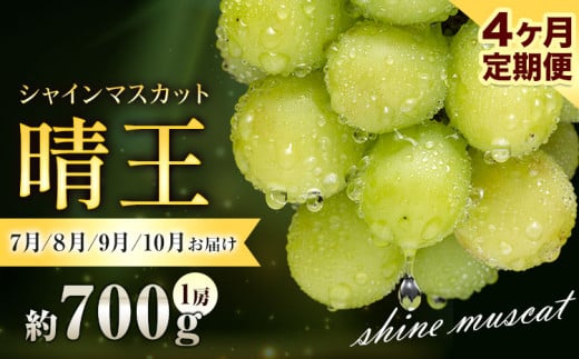 ぶどう シャインマスカット 晴王 700g 1房 4ヶ月定期便 彩美菜果《2026年7月上旬-10月末頃出荷》 マスカット 送料無料 岡山県 浅口市 フルーツ 果物 贈り物 国産 くだもの 果物 7月 8月 9月10月 発送 【配送不可地域あり】 st-p