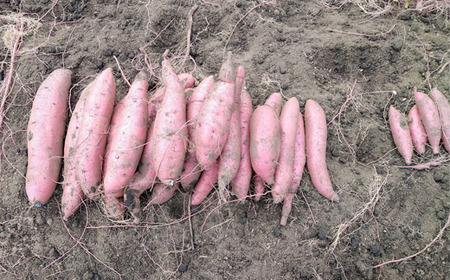 さつまいも 紅はるか 5kg 【駿河農園ベジスル】／ サツマイモ さつま芋 薩摩芋 5キロ ５キロ ５ｋｇ 5000g M L LL 3L 野菜 冬野菜 秋野菜 風物詩 定番 旬 焼き芋 やきいも 焼