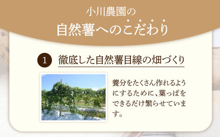 自然薯（昇龍）1300g相当【小川農園小川屋】疲労回復 免疫力向上 産地直送 とろろ 山芋 健康食 じねんじょ ギフト 滋養強壮 贈答 レシピ とろろご飯 山薬 山のうなぎ 送料無料[MAE012]