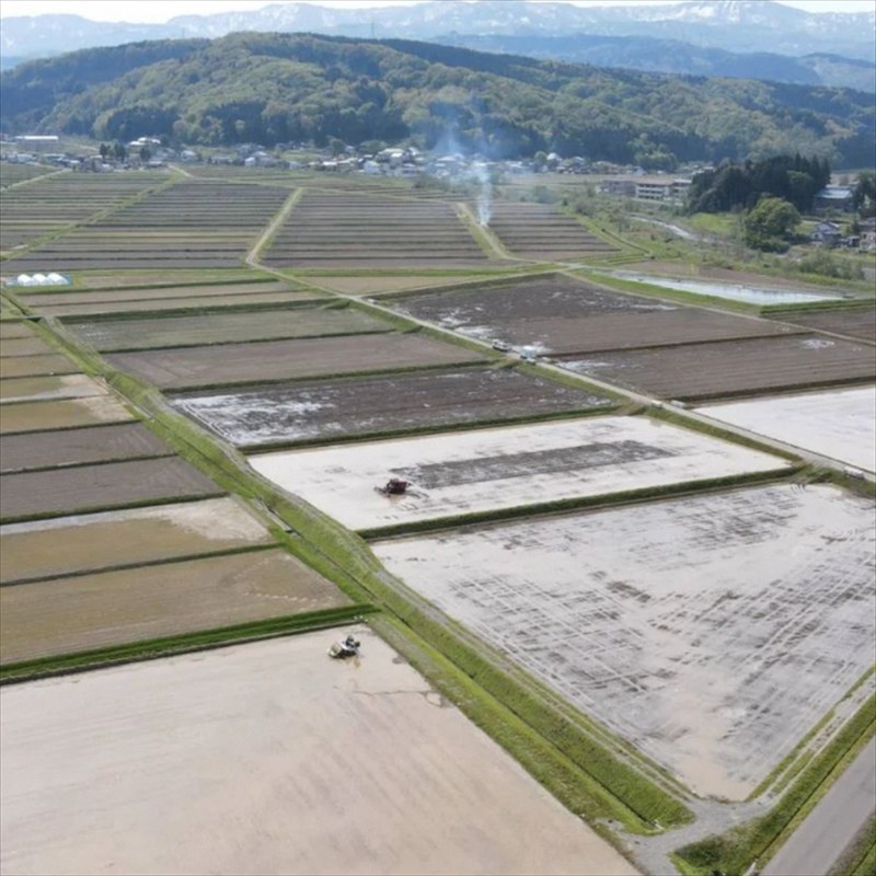 【1月上旬配送】令和7年産　新潟県 清里産コシヒカリ 10kg 上越市　白米　こめ　新潟 新潟県産 上越