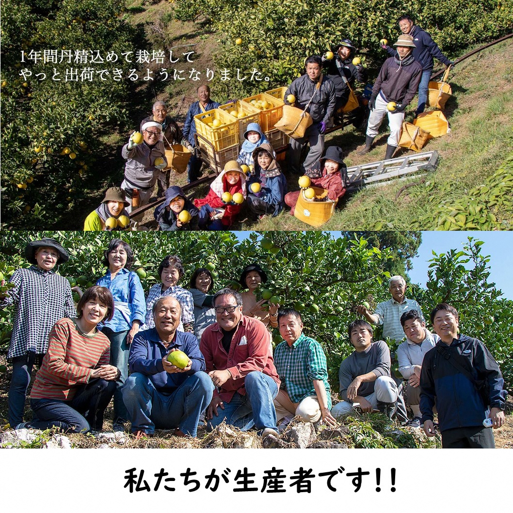 生産者直送　土佐文旦9.5kg[2L～4L]
