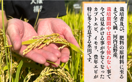 国際コンクール受賞 純粋 河内長野日野産米 約4.5kg