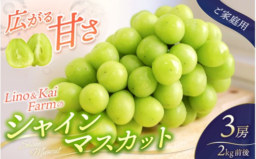 【2026年先行予約】 【ご家庭用】 Lino＆Kai Farmのシャインマスカット 3房前後(2kg程度）化粧箱入 / 朝採れ ぶどう 岡山  真庭市 シャインマスカット 高級 大粒 果物 人気 産地直送 国産 数量限定 種なし 【linokai002-02】