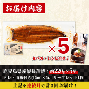 i1176-A ＜定期便・計3回(連続月)＞＼特大サイズ／鹿児島県産 うなぎ蒲焼 5尾セット ＜（約220g×5・計約1100g）×全3回＞ 定期便 たれ 山椒付きうなぎ 鰻 ウナギ 特大 特大サイズ