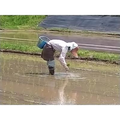 ふるさと納税 津南町 魚沼産コシヒカリ　苗場プリンセス米　精米27kg　栽培期間中農薬・化学肥料5割以上削減　 |  | 03