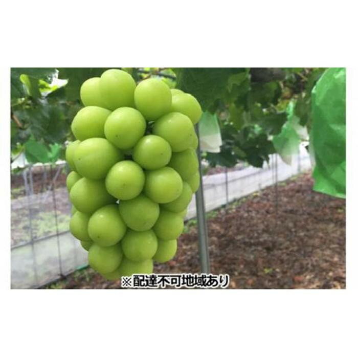 【ふるさと納税】＜選べる内容量＞岡山県産 贈答用シャインマスカット 【1房800g前後・2房（1房700g前後）・ 3～4房 2kg】ひらた農園 岡山 2026年 | フルーツ 果物 くだもの 葡萄 ブドウ ぶどう シャインマスカット マスカット 贈答用 ギフト 岡山 おすすめ 人気