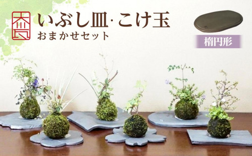 
いぶし皿（楕円形）・こけ玉おまかせ　セット

