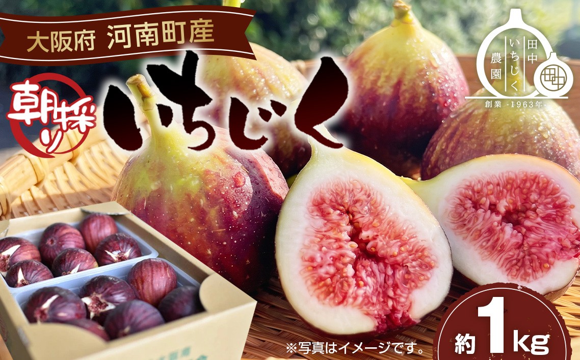 
                  いちじく 朝採り 【2026年配送】　約1kg  ／ 無花果 イチジク フルーツ くだもの 果物 果実 朝採れ 新鮮 甘み 旬フルーツ みずみずしい 大容量 手土産 お取り寄せ スイーツ素材 朝摘み 甘さしっかり 家族で楽しむ 冷蔵配送 食感果実 農家直送 河南町産  送料無料 大阪府 No.330
                