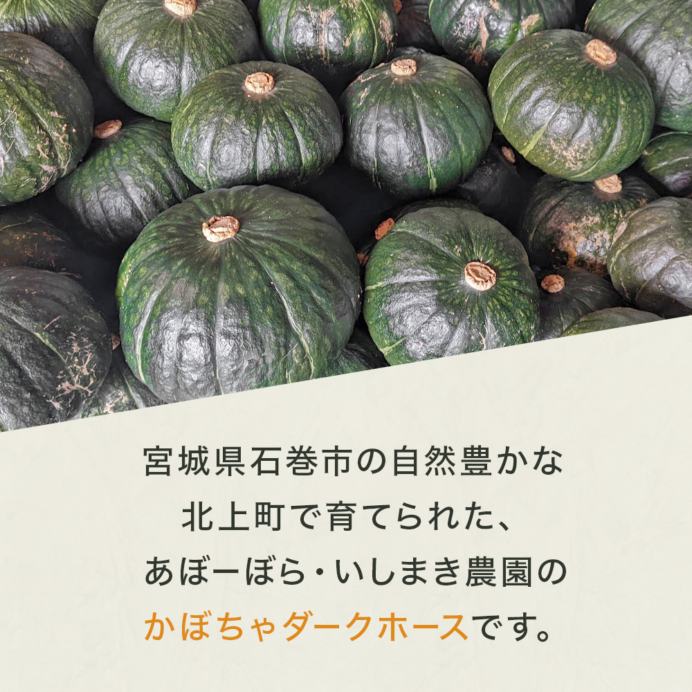 石巻伝承野菜 かぼちゃ ダークホース 5キロ 3～4玉 カボチャ