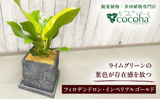 鮮やかなイエローグリーンが美しい 『フィロデンドロン・インペリアルゴールド』 グレースクエアポット付 糸島市 / cocoha 観葉植物 グリーン 緑 インテリア [AWB044]