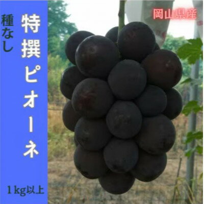 【ふるさと納税】【2026年先行予約】岡山のぶどう(ピオーネ)1kg以上(2房)【配送不可地域：離島】【1700844】