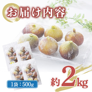 ＜不揃い・訳あり＞ 冷凍いちじく博多 とよみつひめ (計約2kg) 冷凍 いちじく イチジク フルーツ 果物 くだもの 福岡限定 オリジナルブランド＜離島配送不可＞ 【ksg1757】【農産物直売所ほ