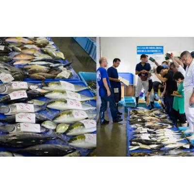 ふるさと納税 南さつま市 【漁港直送】朝獲れ鮮魚 詰め合わせ 4kg |  | 01