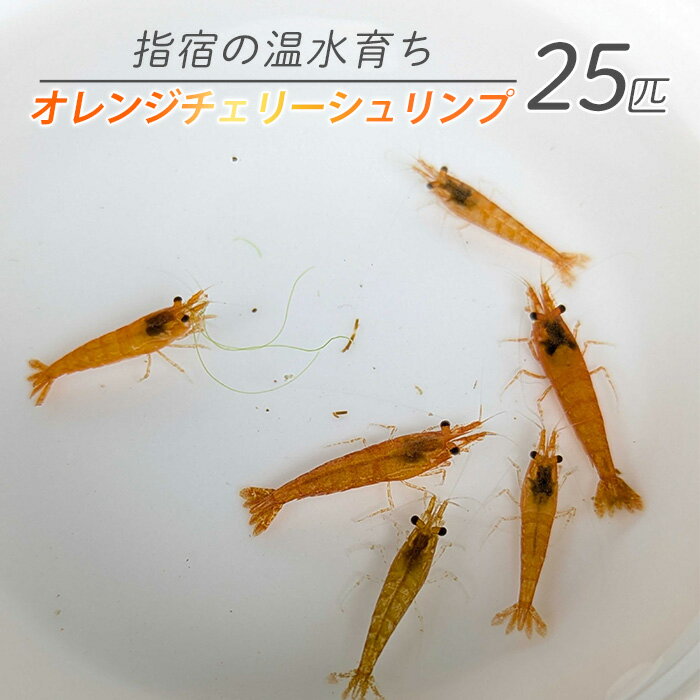 【ふるさと納税】【10営業日以内に発送】【温水育ち】オレンジ チェリー シュリンプ 25匹 ※北海道・沖縄・離島配送不可※ エビ 観賞用 生体 飼育 ペット 生き物 魚 初心者 観賞魚 水槽 アクアリウム【otofarm】