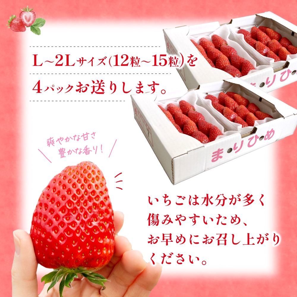 【先行予約】まりひめ いちご 12粒～15粒入り×4パック（1kg）2026年1月中旬頃～2026年3月中旬頃に順次発送予定（お届け日指定不可）/ いちご 苺 まりひめ 和歌山 フルーツ 果物 くだも