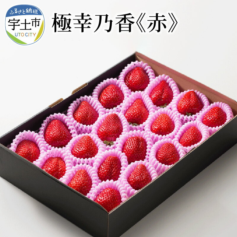 【ふるさと納税】苺 極幸乃香 さちのか 約 500g 糖度13度以上保証 ブランド 九州 熊本県産 甘味 酸味 旨味 コク ビタミンC 冷蔵 贈り物 ギフト 熨斗対応 園村苺園 お取り寄せ フルーツ 果物 お取り寄せフルーツ 青果 生鮮 送料無料 【熊本県宇土市】