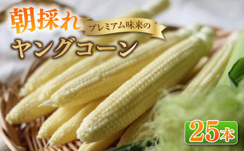 《2027年5月～発送》朝採れ！プレミアム味来のヤングコーン　25本・S099-080