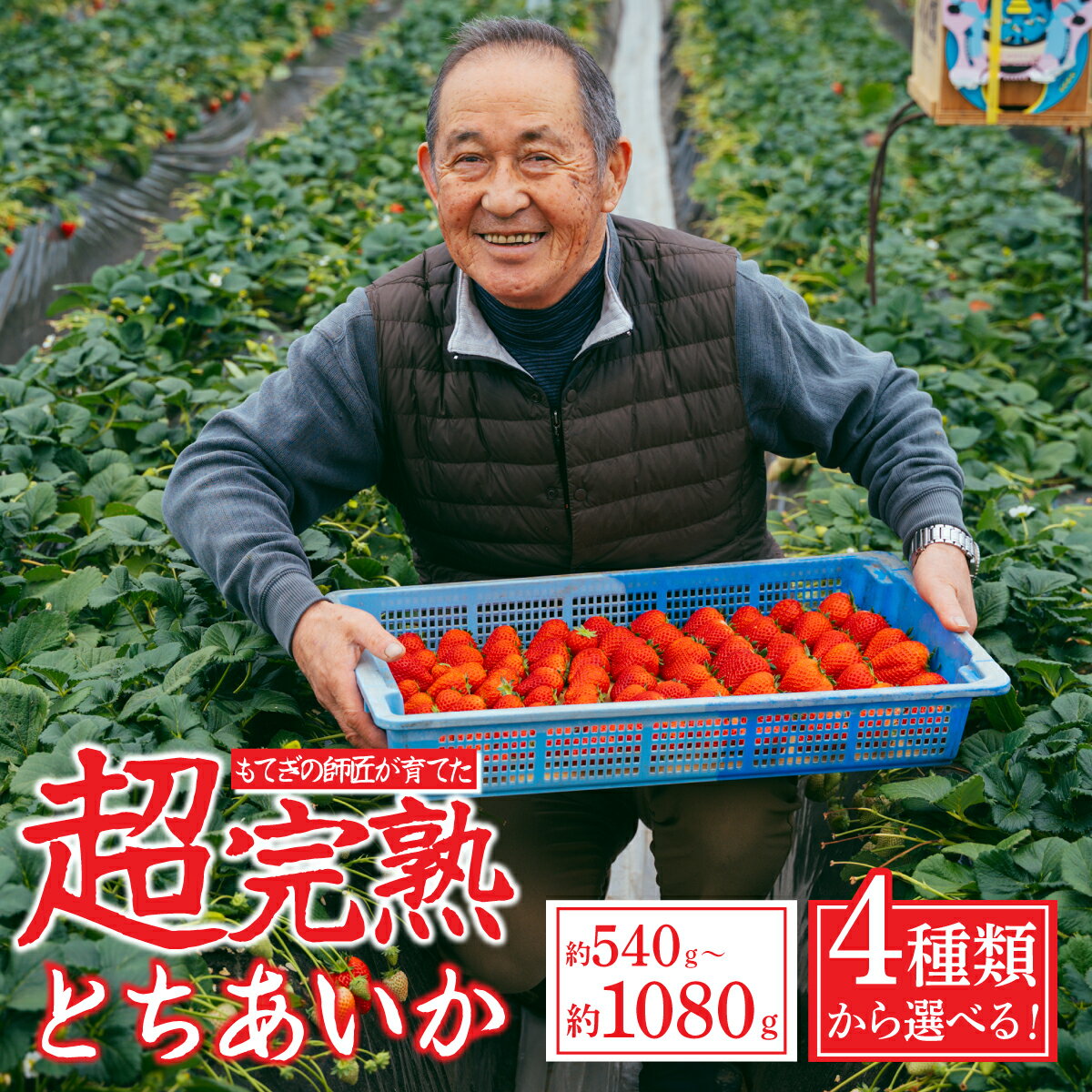 【ふるさと納税】＜2026年先行予約＞いちご「茂木完熟いちご」の師匠が育てた 朝獲り完熟 とちあいか 540g 1,080g 選べる発送月＆内容量 | いちご イチゴ 苺 とちあいか とちあいか 完熟 果物 フルーツ くだもの 旬 産地直送 栃木県産 関いちご園 栃木県 茂木町