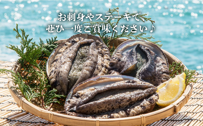 玄海灘の荒海で水揚げされた（活）クロアワビ 《壱岐市》【丸和水産】[JCJ006] 51000 51000円