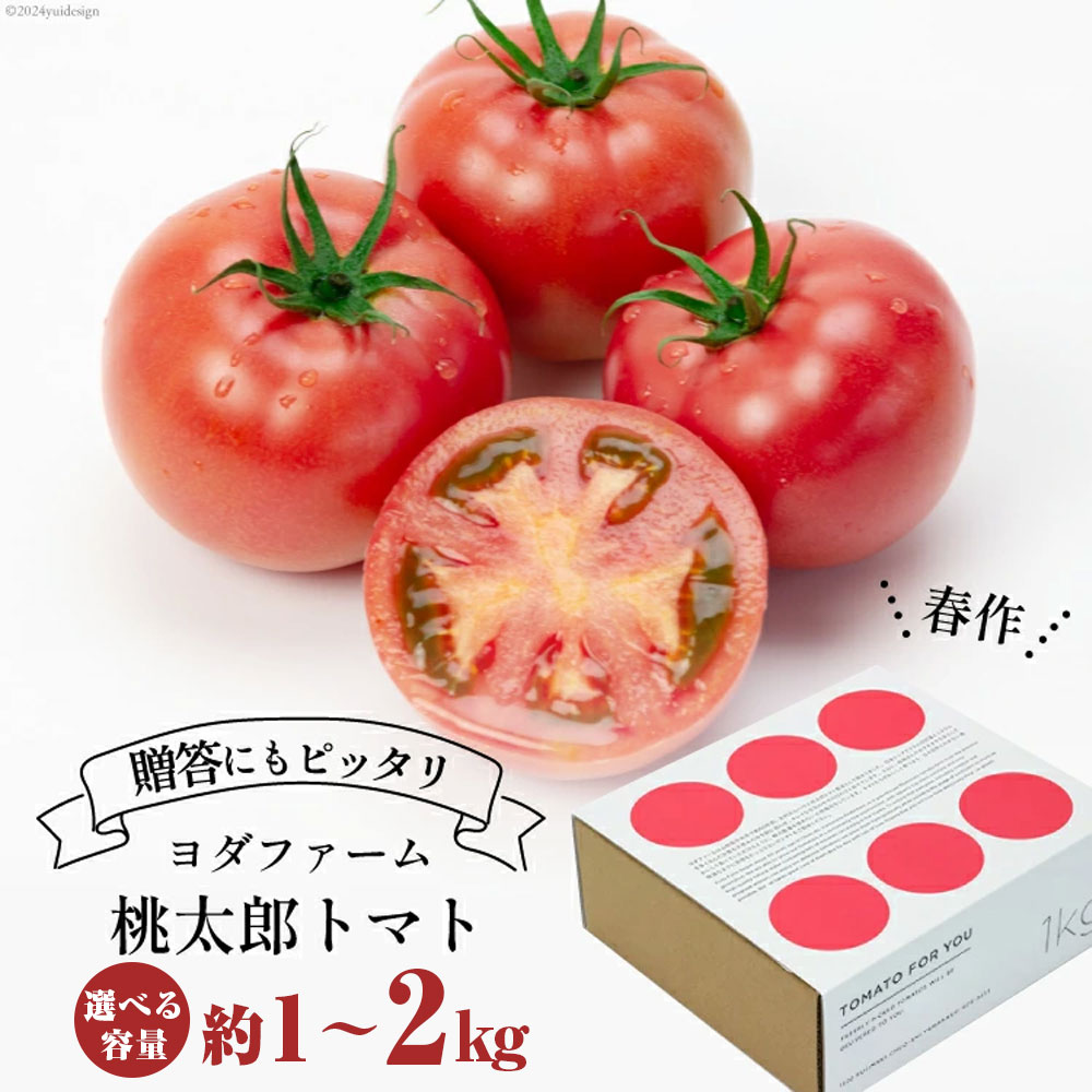 【ふるさと納税】【2026年発送】春作 トマト 桃太郎 約1kg 約2kg【選べる内容量】 とまと tomato 野菜 やさい 1キロ 季節限定 期間限定 産地直送 山梨県産 ヨダファーム 山梨県 中央市 送料無料【2026年4月上旬-6月下旬発送予定】