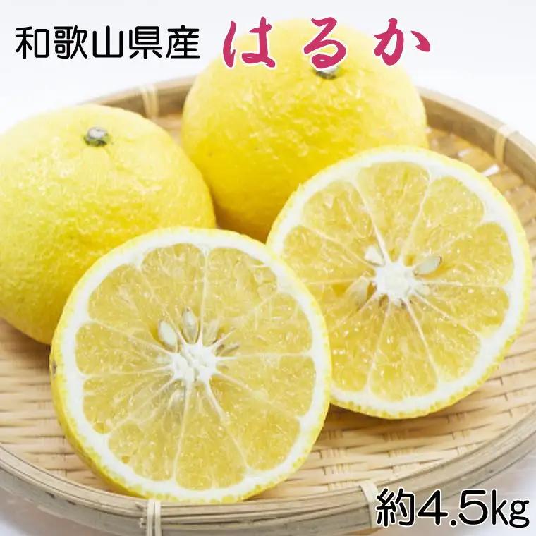 【さわやか柑橘】和歌山県産はるかみかん約4.5kg（サイズ混合　秀品）※2027年2月下旬～2027年3下旬頃順次発送【tec953】