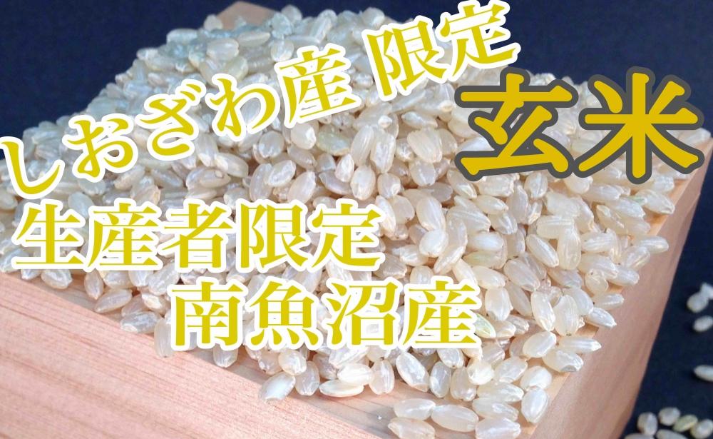 【令和7年産】【定期便4kg×6ヶ月】玄米 しおざわ産限定 生産者限定 南魚沼産コシヒカリ