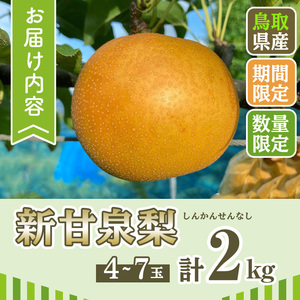 ＜先行予約受付中！8月下旬～10月下旬発送予定＞＜数量限定＞こばやし農園新甘泉梨(計2kg・4～7玉) ふるさと納税 境港市 特産品 ジューシー 完熟 なし ナシ 果物 くだもの フルーツ 旬 【sm